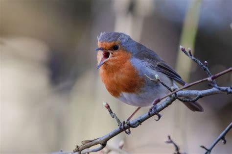 Questions about music: Why do birds sing in the key of existential dread?