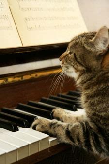 why do cats like classical music? maybe it's the soft beats that soothe their sensitive souls?