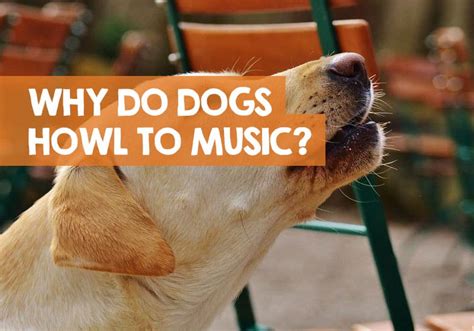 Why Do Dogs Howl When They Hear Music: Unraveling the Mystery Behind a Unique Bark